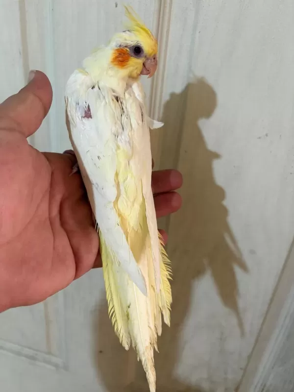 54 Günlük Ful Evcil Lutino Sultan Papağani Bebek