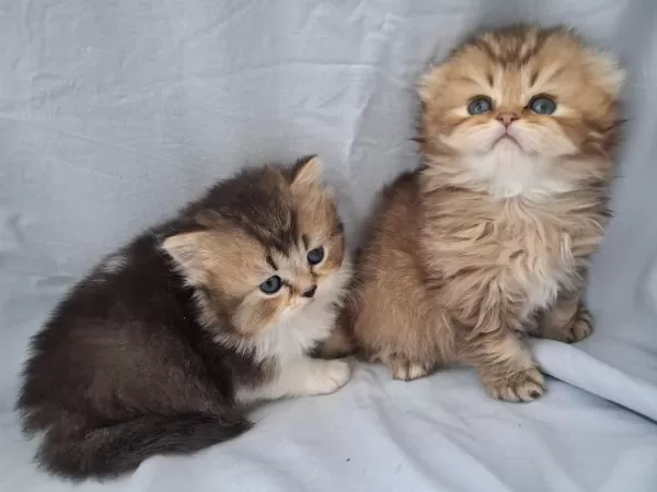 Çikolata Golden British Longhair Yavrularımız