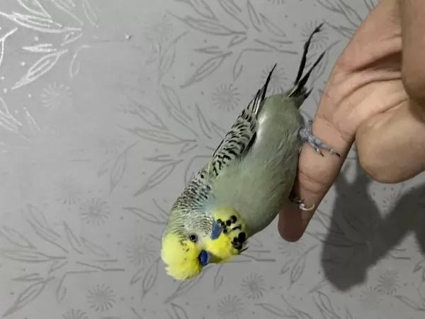 Eşe Hazır Damızlık Muhabbet Kuşları