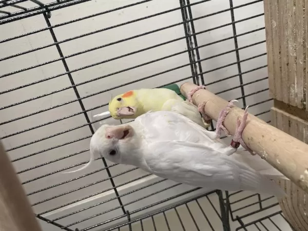 Çift Sultan Papağanı Albino Lutino