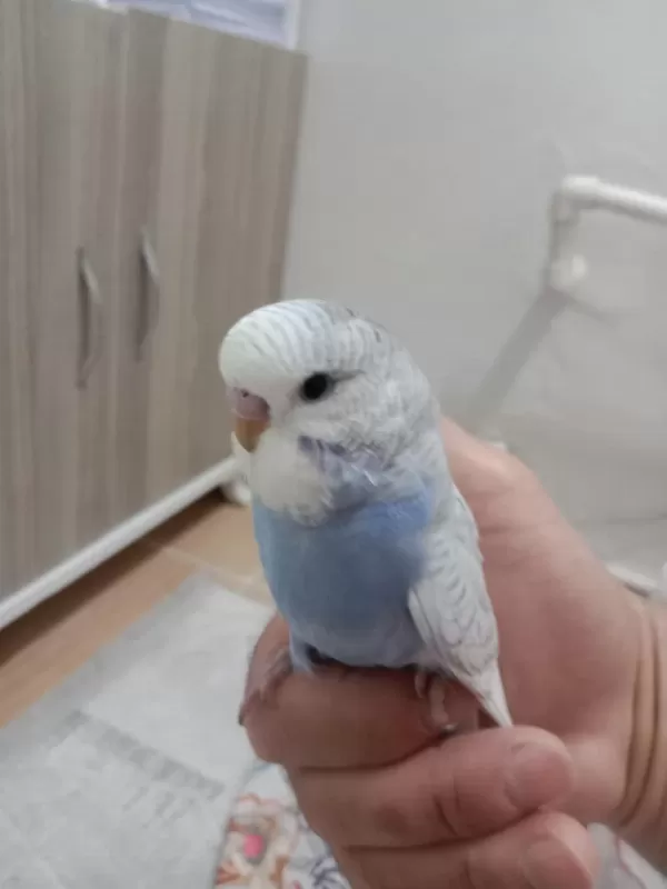 Sağlıklı Jumbo Yavrum