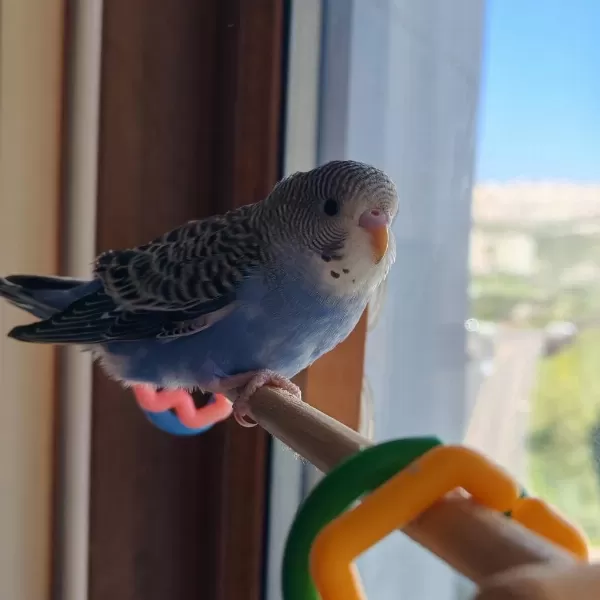 Yavru Erkek Parçalı Muhabbet Kuşu