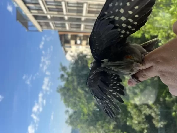 Yavru Evcil Sultan Papağanı