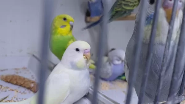 Alıştırmalık Muhabbet Kuşu Yavrular Hepsi Güzel
