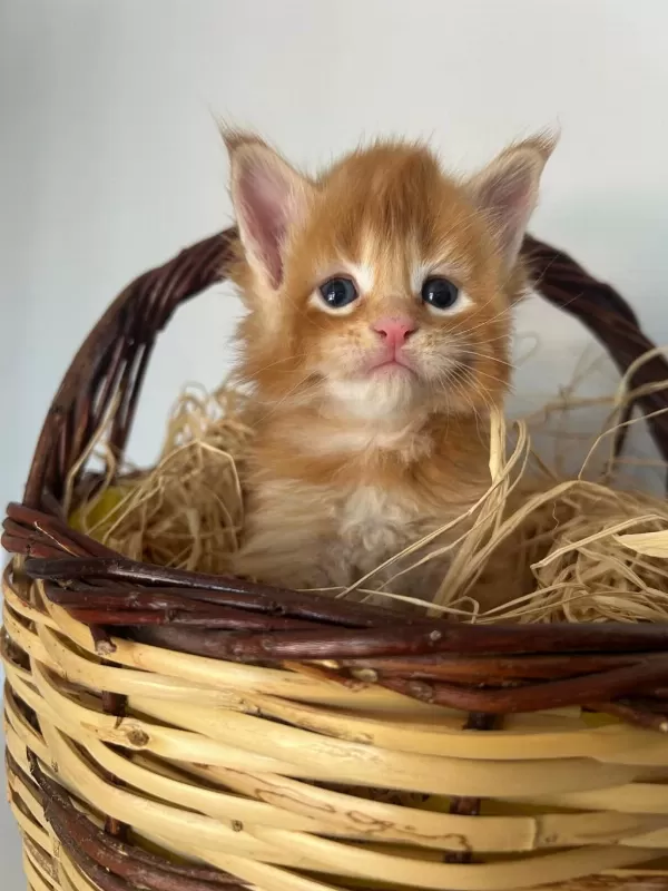 Sağlik Ve İrk Garantili Minik Maine Coon Devler