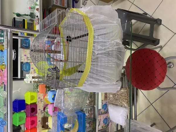 Muhabbet Kuşu Antalya Adrese Teslim