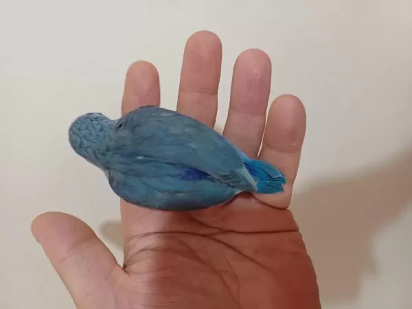 Yeme Düşmeye Yakın Yavru Erkek Forpus
