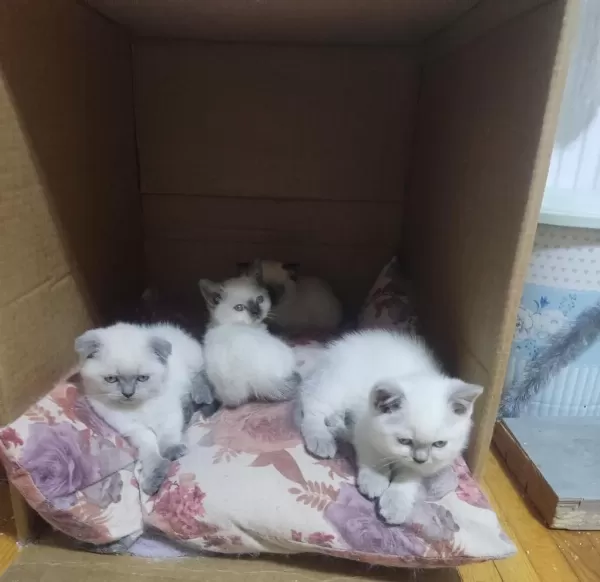 50 Günlük Scottish Fold Bebişler