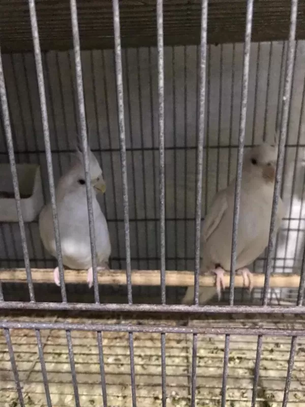 Albino Beyaz Sultan Papağanı