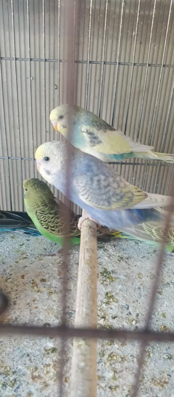 Yeni Yeme İnmiş Yavru Bebek Muhabbet Kuşlar