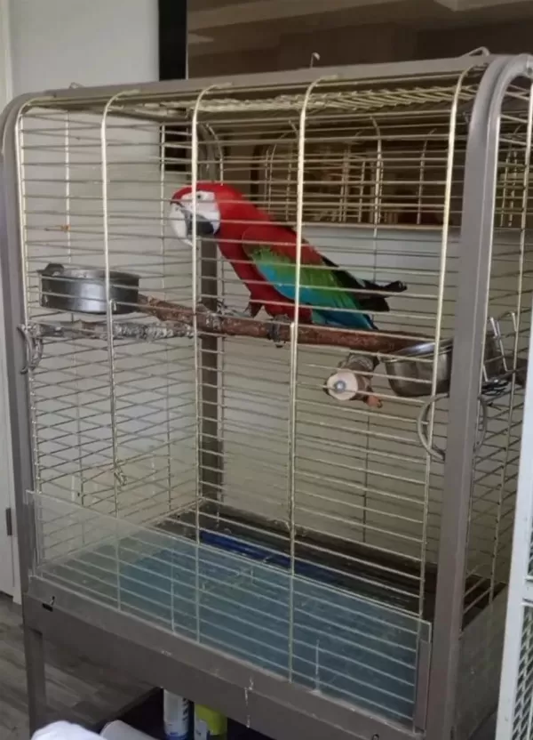 Ara Macaw Papağanı 10 Aylık