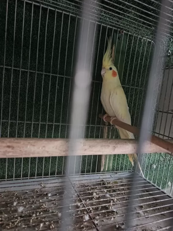 Albino Lutino Sultan Yeni Eşleme
