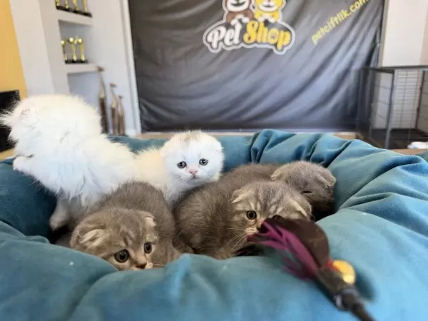 Top Kafa Scottish Fold Yavrulari Fenomen Pet Shop