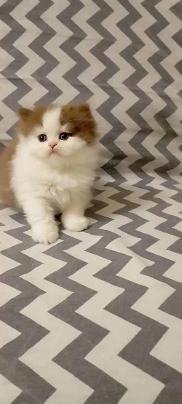 Cinnemon Bi Color British Longhair Yavrularımız