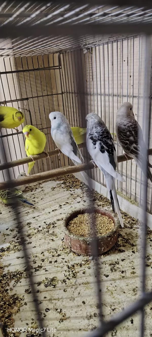 Yavru Damızlık Mevcut Muhabbet Kuşlar