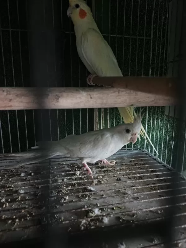Albino Lutino Sultan Yeni Eşleme