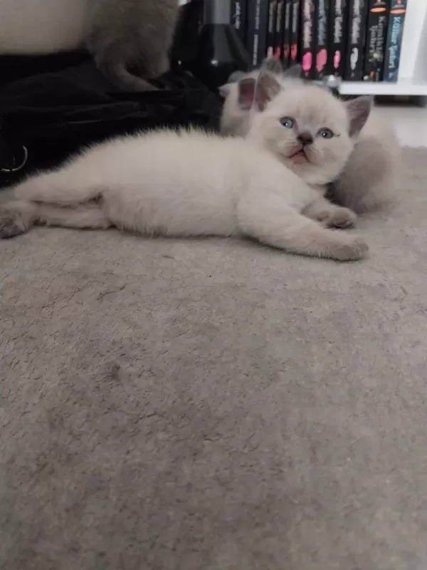 British Shorthair Yavrular İrk Sağlık Garantili