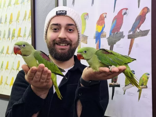 Bebek Alexander İskender Papağani Yavrularımız