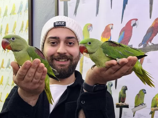 Bebek Alexander İskender Papağani Yavrularımız