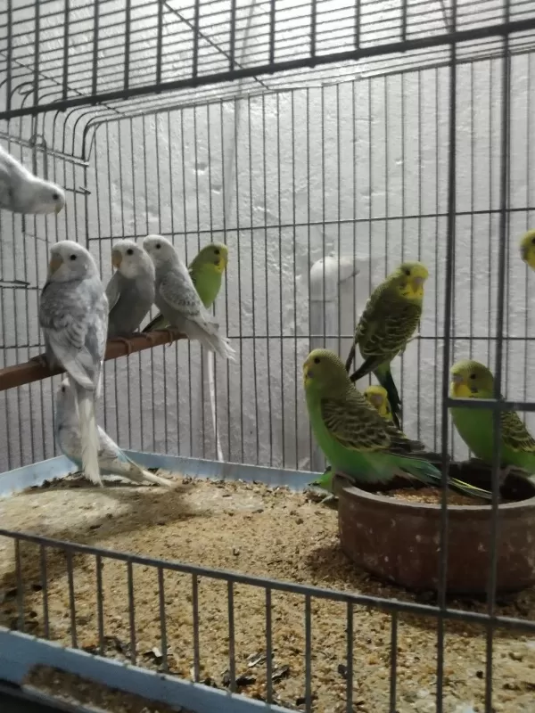 Her Muhabbet Kuşu Vardır