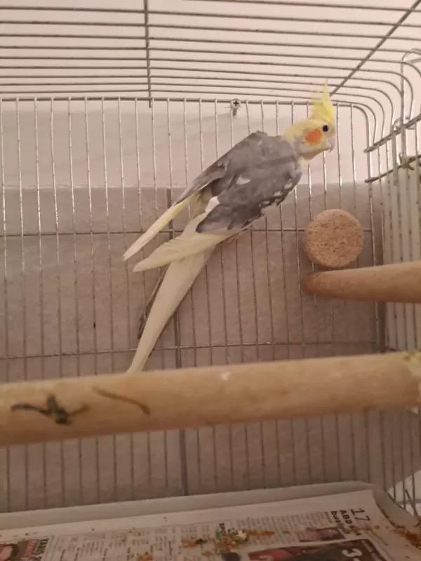 Damızlık Pied Çift Sultan Papağanı