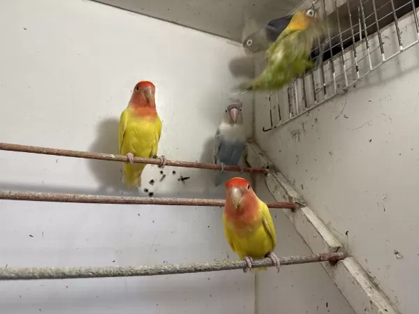 Sevda Ve Cennet Papağanlari City Petshop
