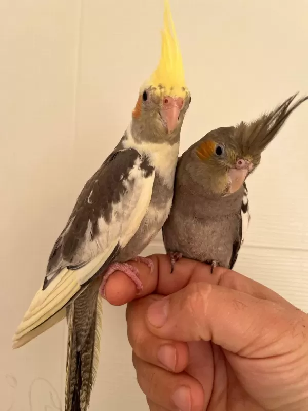 35 Günlük Yeni Yeme Düşmüş Full Evcil Sultan Papağani