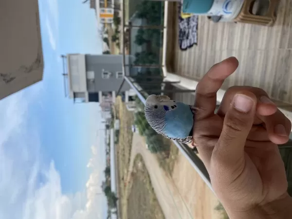 Ele Kola Gelen Yavru Muhabbet Kuşu