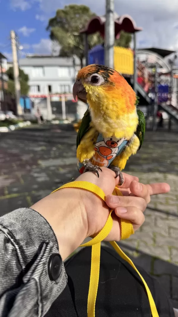 6 Aylık Caique Full Evcil İsırması Yok