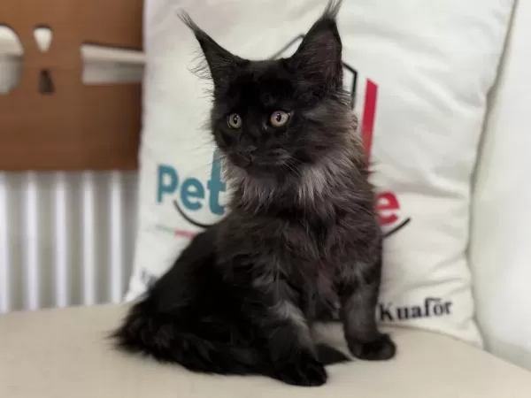 Ankaranın En Seçkin Maine Coon Yavruları