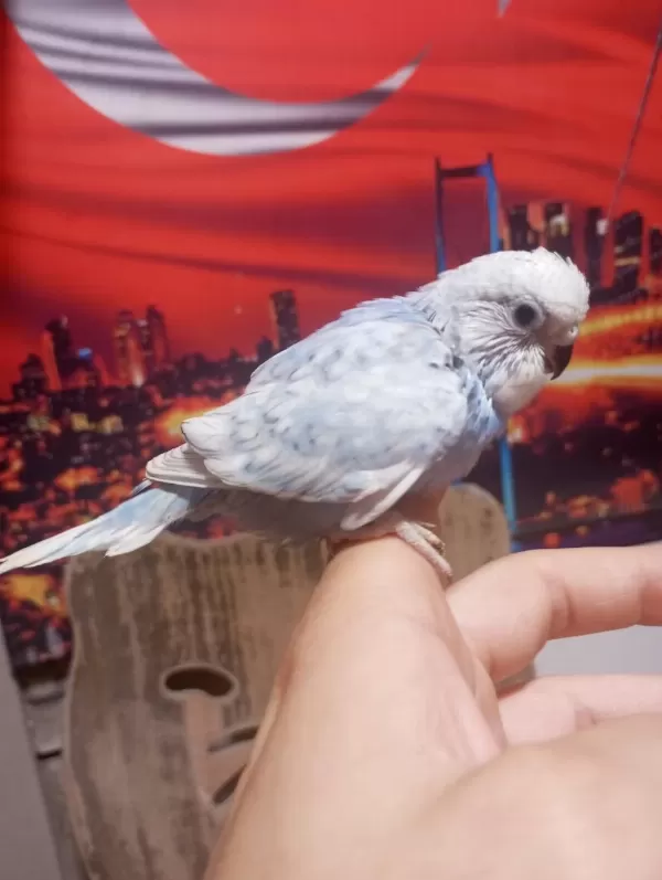 Sağlıklı Yavru Veya Damızlık Muhabbet Kuşlar