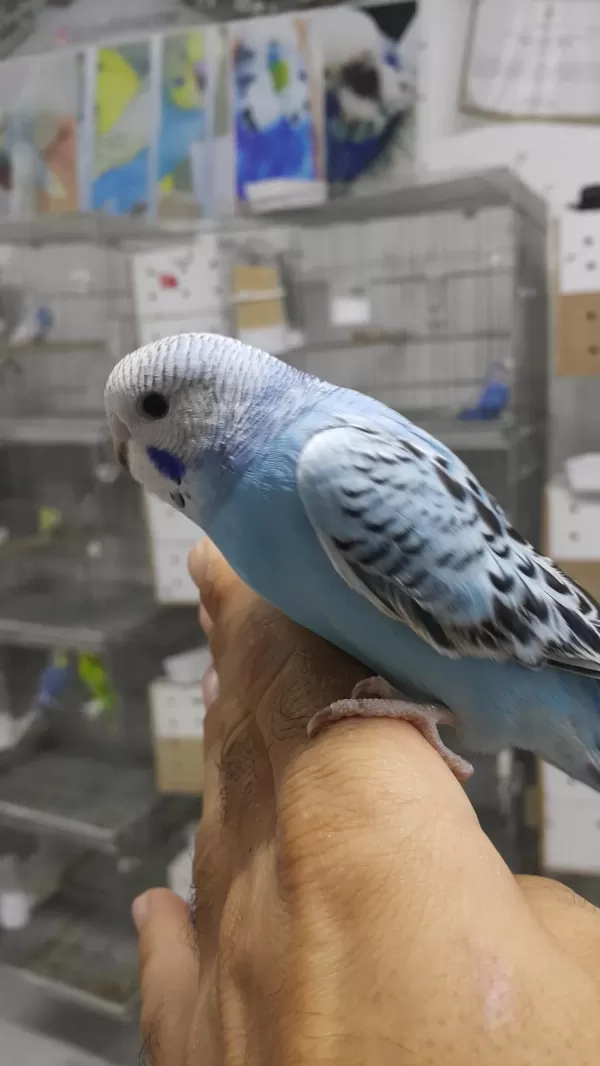 Alıştırmalık Ve Konuşturmalık Kuşlar Hepsi Güzel