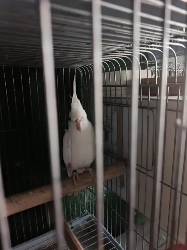 Erkek Sultan Papağanı