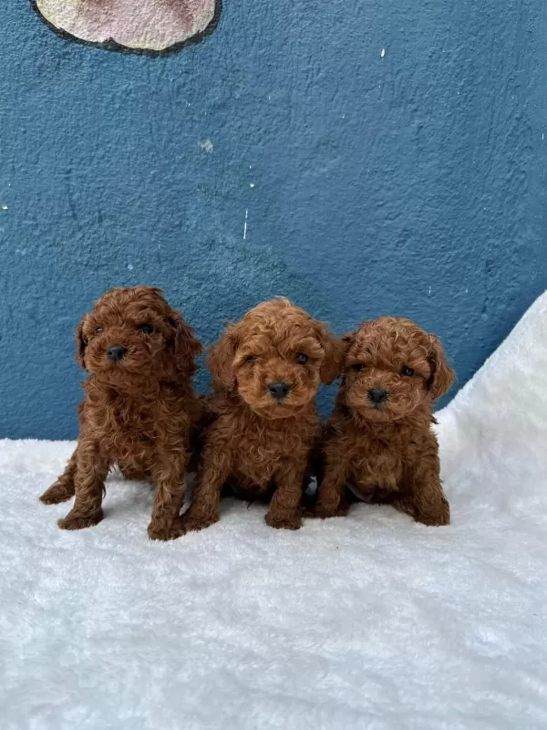 Ruhsatli Çiftlikten Toy Poodle Bebekler