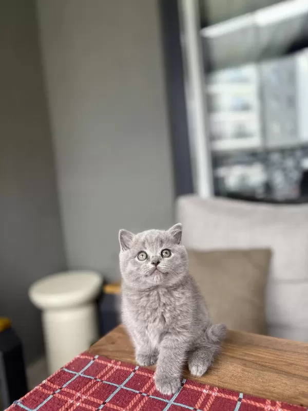 İrk Ve Sağlik Garantili British Shorthair Yavrular