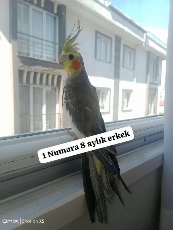 Sultan Papağanı Ev Üretimi Kuşlar