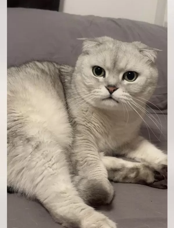 Adı Gibi Pamuk Scottish Fold