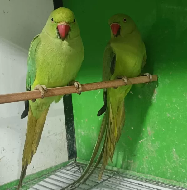 Kapalı Bilezik Pakistan Papağanlar