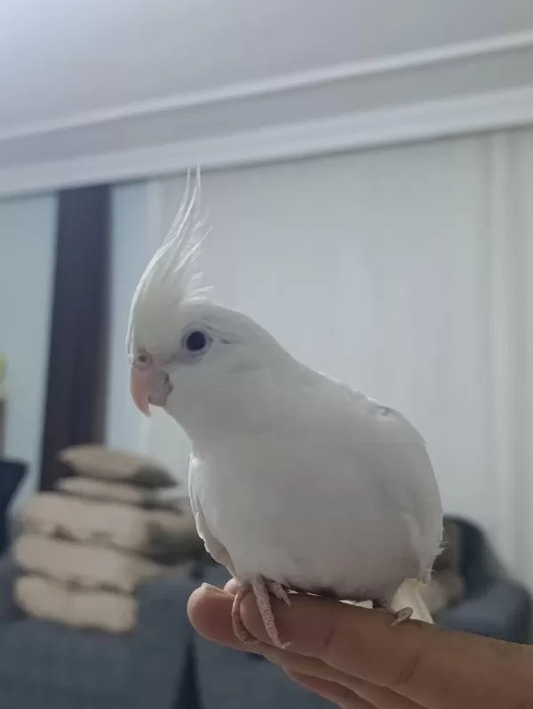 Albino Sultan Papağanı