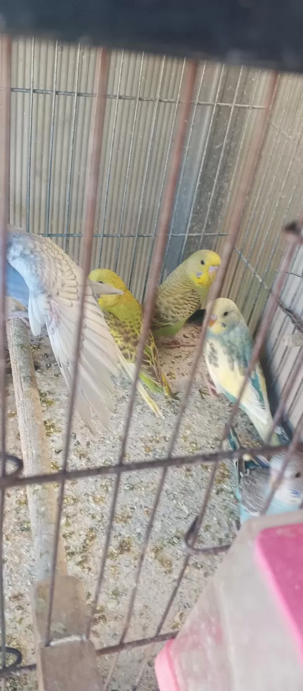 Yeni Yeme İnmiş Yavru Bebek Muhabbet Kuşlar