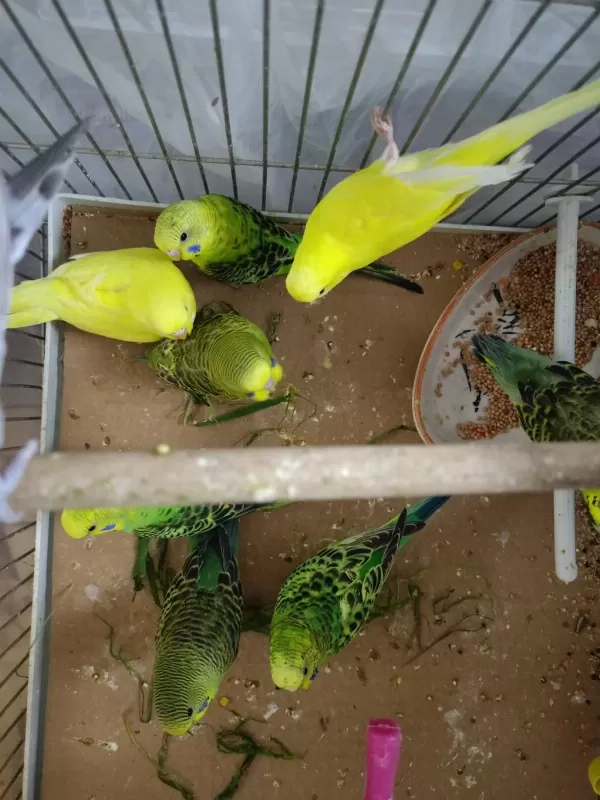 Sağlıklı Muhabbet Kuşlar