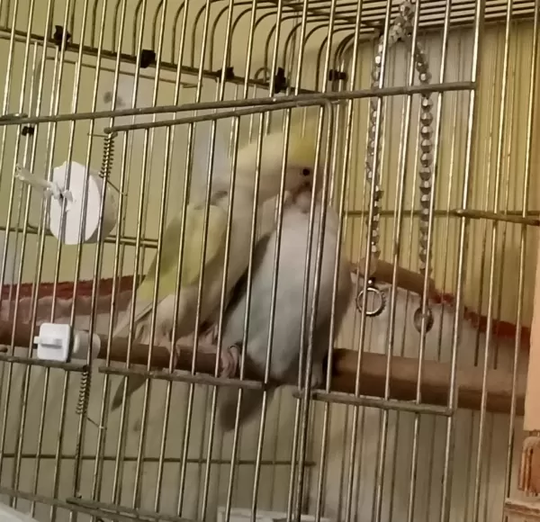 Yüksek Mutasyon Sevda Papağani Takimi