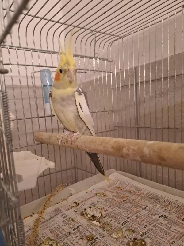 Damızlık Pied Çift Sultan Papağanı