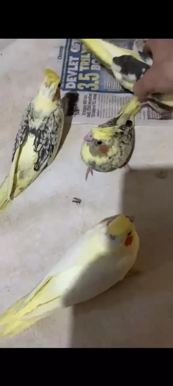Bebek Alışkın Sultan Papağanları