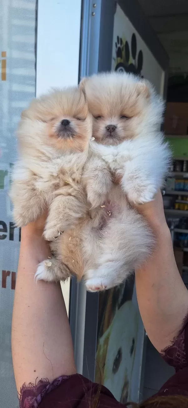 Pomeranian Boo Yavrular