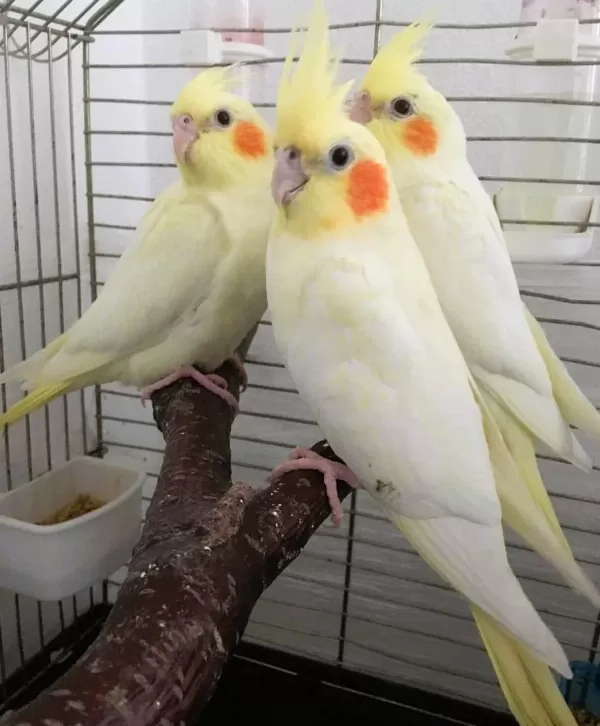 En İyilerini Üretiyoruz İsirma Yok Üst Kalite Jumbo Sultan
