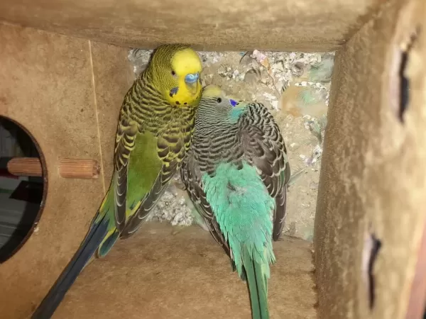Çift Takım Muhabbet Kuşu Konuşan Yumurtalı