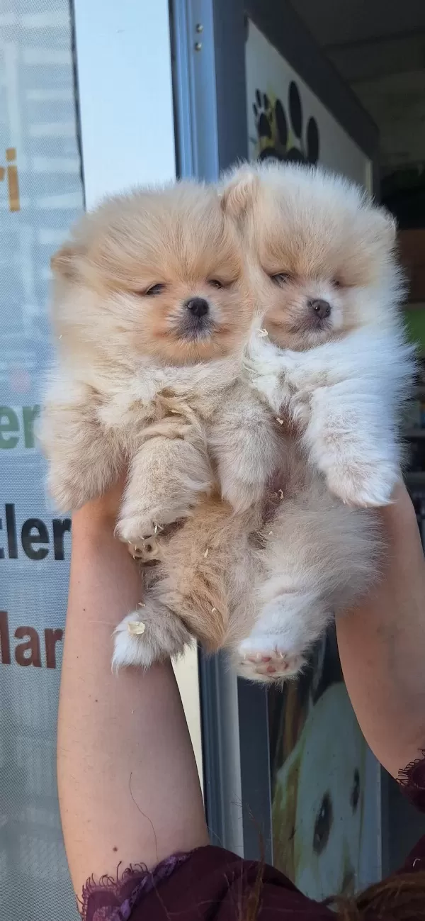 Pomeranian Boo Yavrular