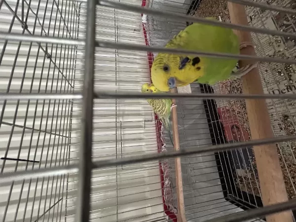 Sağlıklı Ve Birbirine Alışkın Muhabbet Kuşu Çifti