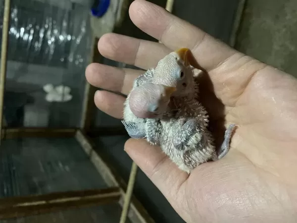 Cennet Papağani Yavrular (üst Mutasyon)